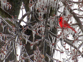 Cardinal in ice-covered tree
