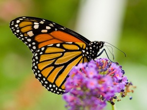 Monarch butterfly on a cluster of purple flowers