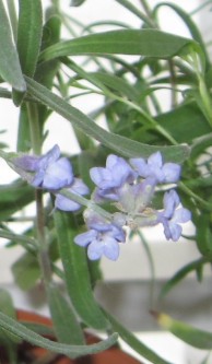 lavender plant with tiny flowers