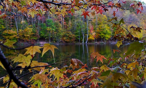 Photograph of lake viewed through autumn leaves