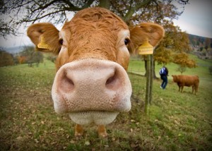 A Cow, photo by Dave Wild (CC BY-NC 2.0)